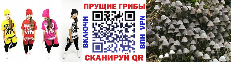 Псилоцибиновые грибы прущие грибы Гатчина